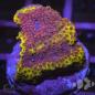 Preview: Montipora Gelb Rot